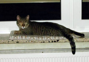 -vermittelt- Schmusekatze Cleo sucht wieder ein zu Hause