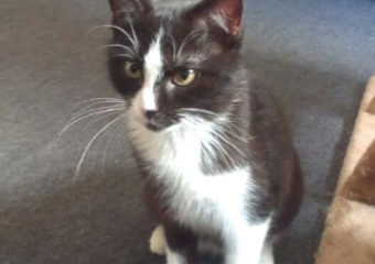 -vermittelt- Katzenjunge Carlos sucht zu Hause mit Spielkameraden