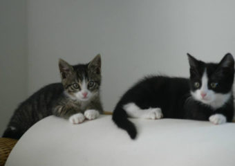 -vermittelt- Frankie, Heki und Luna (geb. Mitte April 2013)