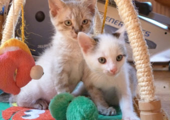 -vermittelt- Jamie und Brian – zwei Flaschenkätzchen als Dreamteam