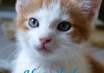 -vermittelt- Lola und Hannibal – Dreamteam sucht liebevolles zu Hause