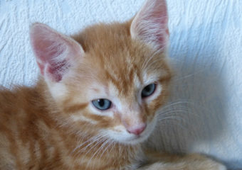 -vermittelt- Fritz – verschmustes, aktives Katerchen sucht