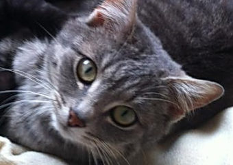 -vermittelt- Silbertigermädchen Sissy (Herbst 2012 geboren), wieder auf der Suche