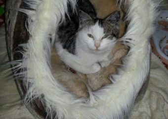 Sina und Stella – Zwei Katzengeschwister suchen ihr Glück *vermittelt*