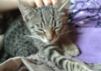 -vermittelt- Maya (geb. 05/13) – Kuscheltigerchen sucht ihr zu Hause