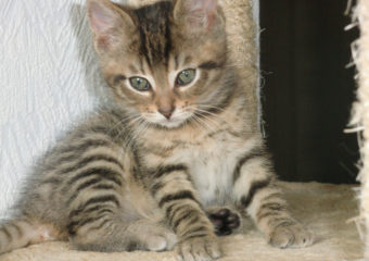 -vermittelt- Pumpkin – kleiner Tigerjunge (geb. Ende Mai 2013)