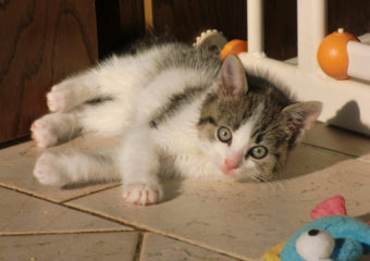 -vermittelt- Stevie – kleiner Charmeur auf der Suche