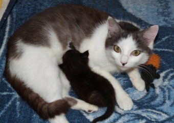 Kitty (geb. 2012) – liebe Kuschelkatze sucht