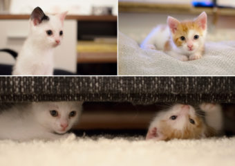 -vermittelt- Albert und Anton – Dreamteam sucht Ende August liebevolles zu Hause