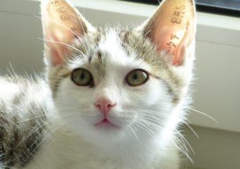 -vermittelt- schmusiger Katerjunge Moe (geb 05/13) sucht Dosenöffner