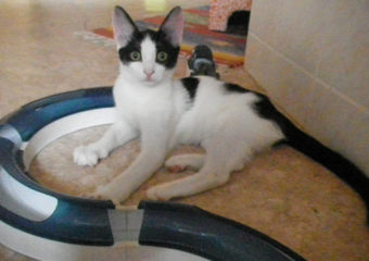 -vermittelt- Katzenkind Lorna (geb.04/13) von Treue Pfötchen e.V.