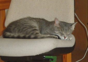 -vermittelt- Isabell – hübsche Katzendame sucht liebevolles zu Hause