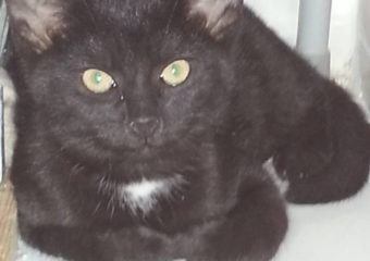 -vermittelt- Titus und Amadeus – Schmusekätzchen suchen Dosenöffner