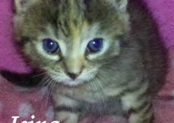 -vermittelt- Isa, Ivo und Isina – Katzenkinder suchen ab Mitte September liebevolle Dosenöffner