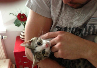 -vermittelt- Cash (*05/13) – Schmusekaterchen sucht