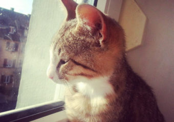 -vermittelt- Tango – soziales, liebes Katerchen (geb. 05/13) möchte sein zu Hause finden