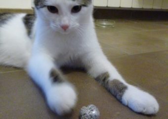 -vermittelt- Sam und Samu geb. 05/13 – zwei Kuschelnasen suchen Schmusefreund