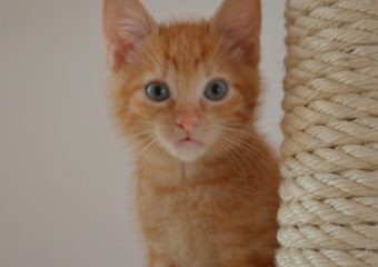 -vermittelt- Oskar und Filou