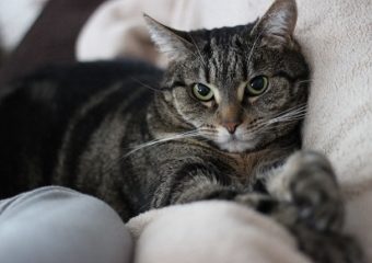 Cleo – ruhige, verschmuste Katzendame sucht