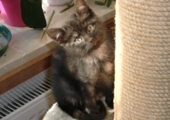 -vermittelt- Tiffy und Ronja suchen neuen Wirkungskreis, auch getrennt