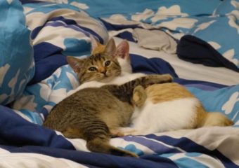 -vermittelt- Obelix und Falbala (geb. 06/13) – traumhafte Schmusekatzen suchen ihren Menschen