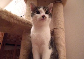 -vermittelt- Sveni (geb. 06/13) – liebes, ruhiges Katerchen sucht seinen Menschen