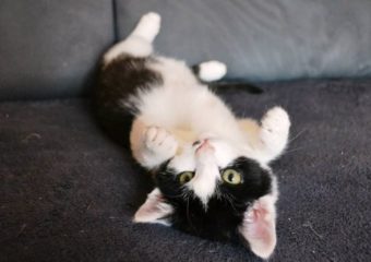 -vermittelt- Katzenmädchen Hummel (*07/13) – Herzkätzchen sucht kuschelfeste Dosenöffner