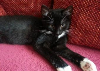 -vermittelt- Peterle – lieber Katerjunge sucht zu Hause mit Spielkameraden