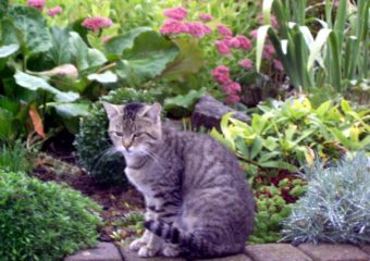 -vermittelt- Moritz – zugelaufener Katerjunge sucht Freigänger zu Hause