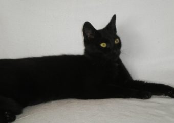 -vermittelt- Grazile, schwarze Schönheit Betty