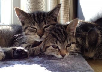 -vermittelt- Flor und Brisa – hundeverträgliche Katzenmädchen suchen Familie (gerne auch mit Kindern)