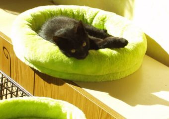 Nico – liebes Lackfellchen sucht Dosenöffner