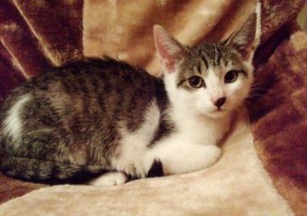 -vermittelt- Tyler und Nico – liebe Katzenkinder suchen Kuschelsofa