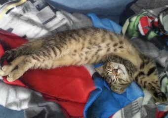 -vermittelt- Valentine und Chico – zwei neugierige Tigerchen suchen Dosenöffner