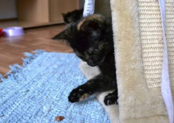 -vermittelt- Heidi und Ivyne – zwei fröhliche Katzenmädchen suchen Dosenöffner