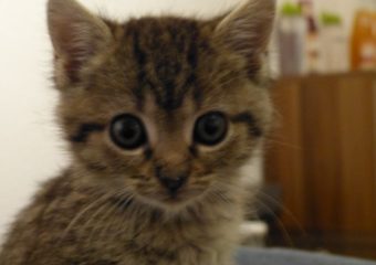 -vermittelt- Tiki und Fingi (*09/13) – zwei süße Flaschenkätzchen (ab Mitte Nov. 2013)