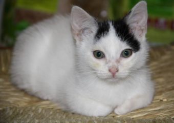 -vermittelt- Chuck und Chacky – wer möchte uns adoptieren?