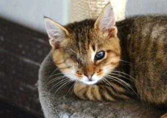 -vermittelt- Basti – Handicapkaterchen sucht seinen Menschen