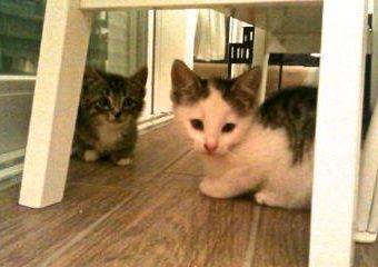 -vermittelt- Luis und Emil – zwei Herzensbrecher freuen sich auf Kuschelabende