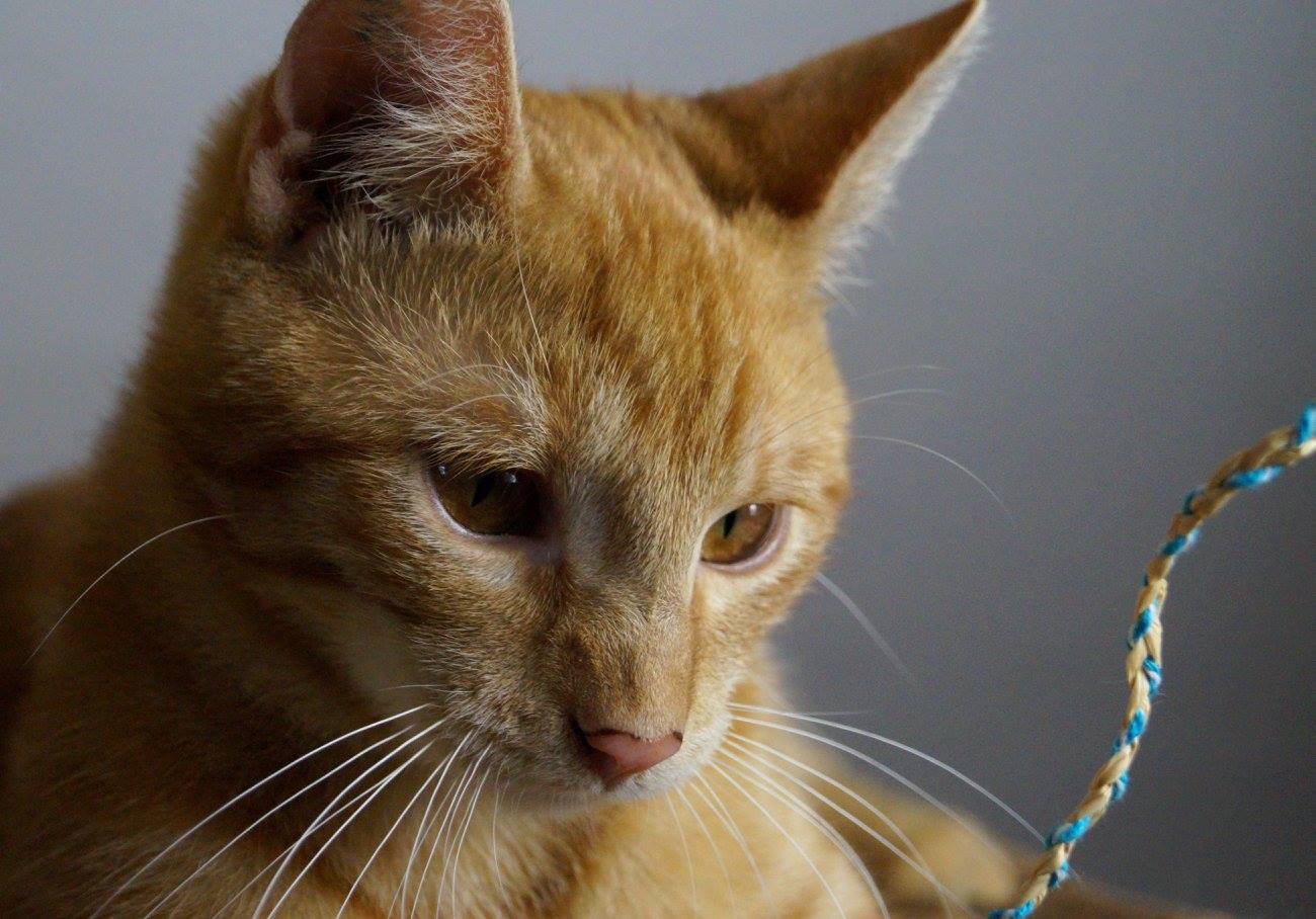 -vermittelt- Eric und Paula (geb. 12/14) – 2 rote Tiger suchen lebhaftes Zuhause