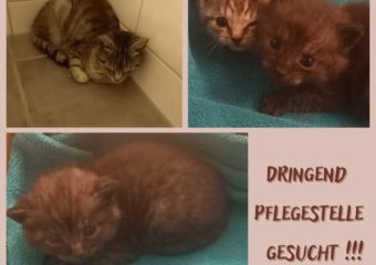 Pflegestellen werden immer noch gesucht , aktuell für eine Mama mit 3 Kitten