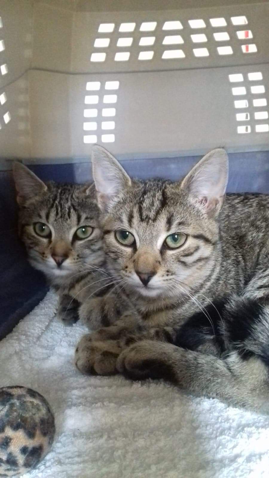 -vermittelt- Cate und Abby (geb. 05/2020)