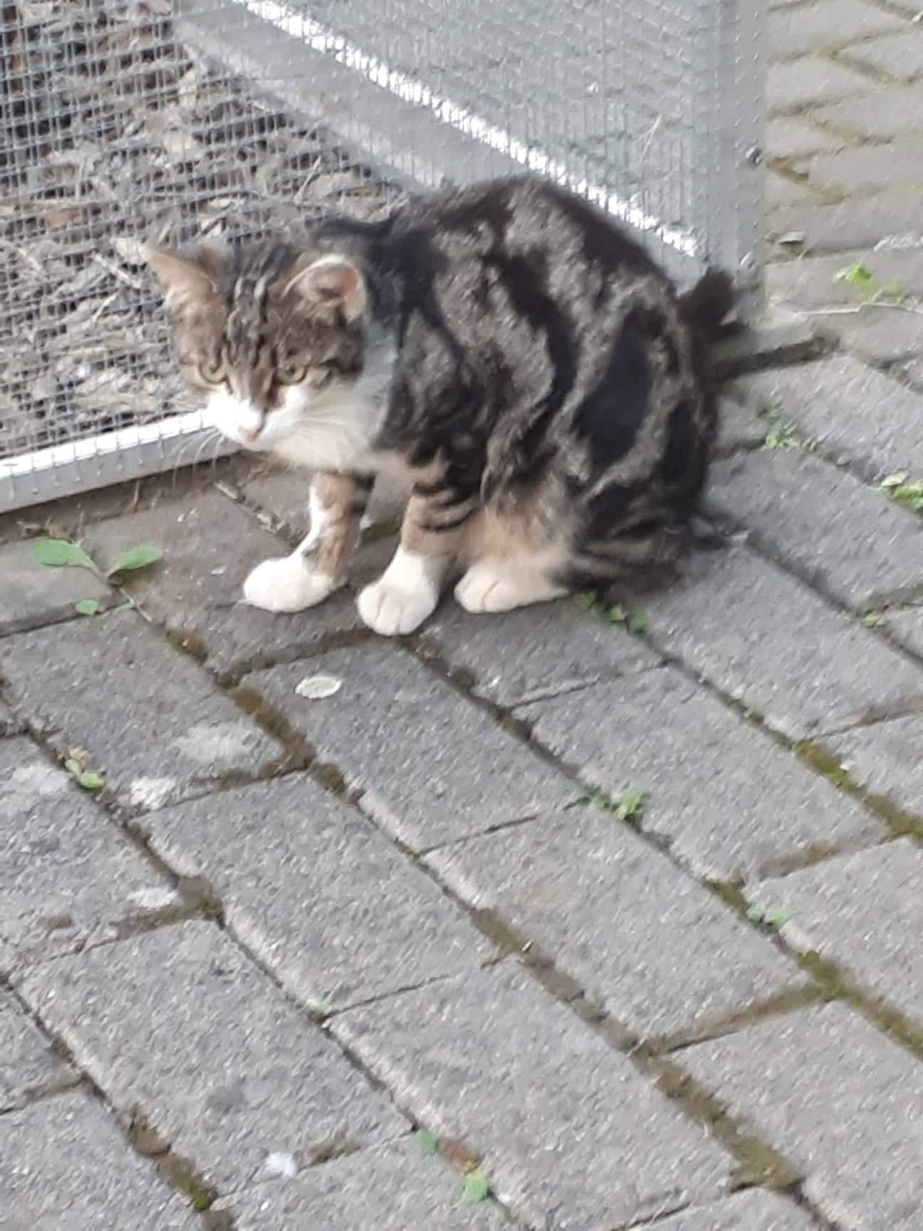 Kater zugelaufen in 97631 Ipthausen