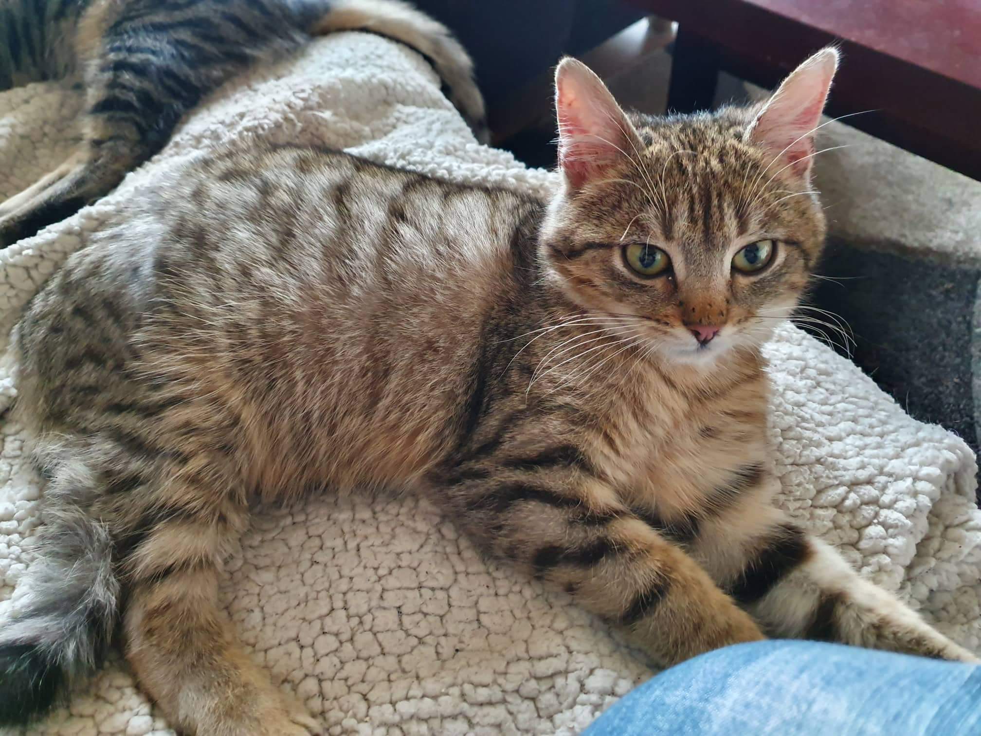 -vermittelt- Merlin (geb.08/19) – Schmusekater sucht sein „Für immer Zuhause“