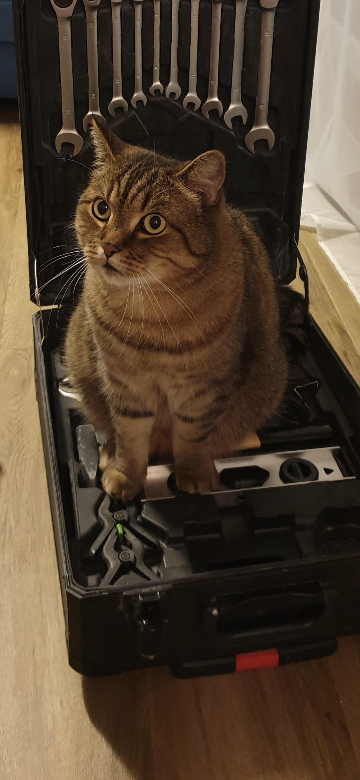 Kater in 97421 Schweinfurt Bergl vermisst