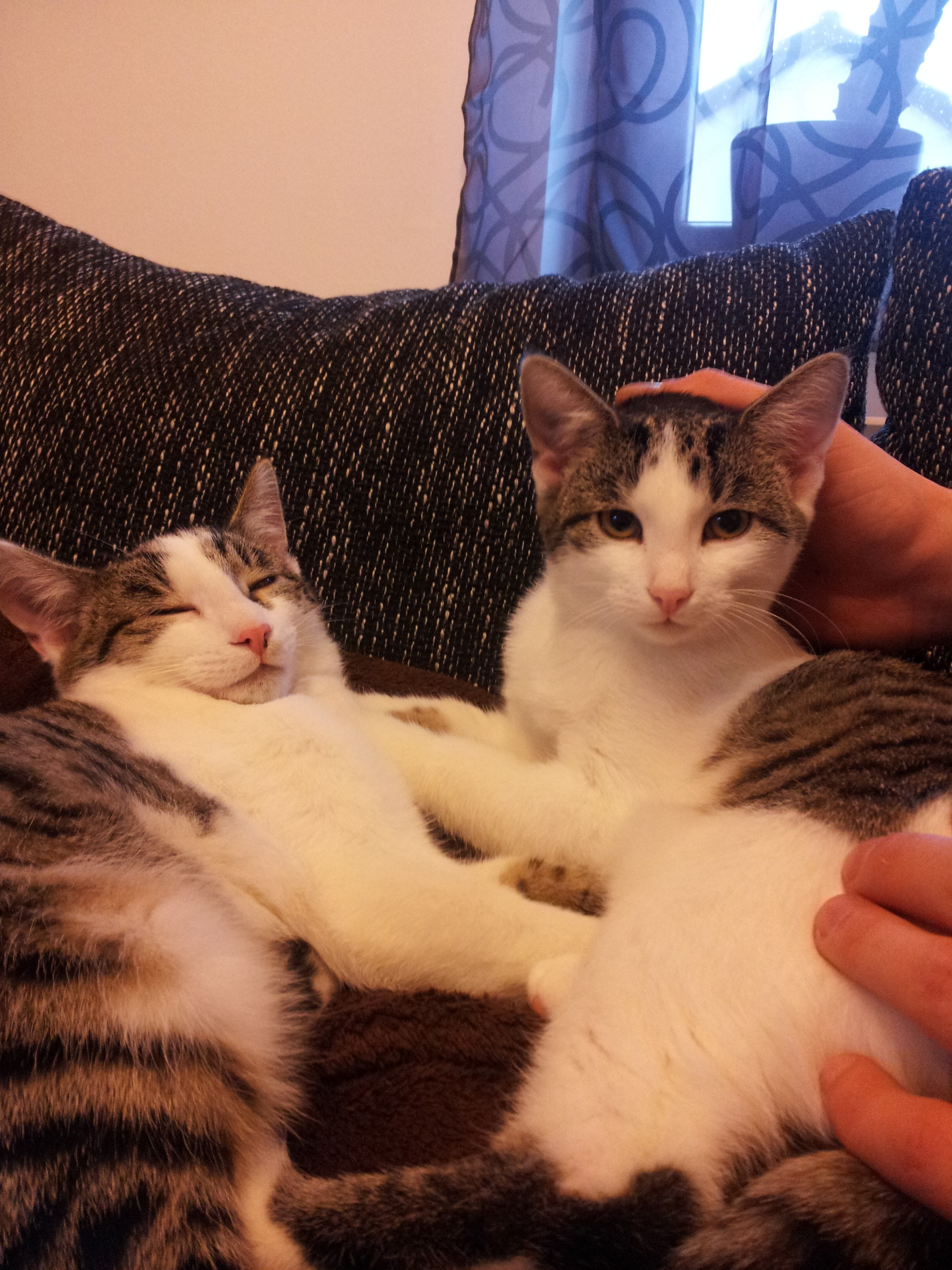 Fabienne (jetzt Kimba) und Bianca (Bibi) senden Grüße aus dem neuen Zuhause